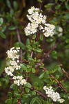 Arching Ceanothus blossoms & foliage detail