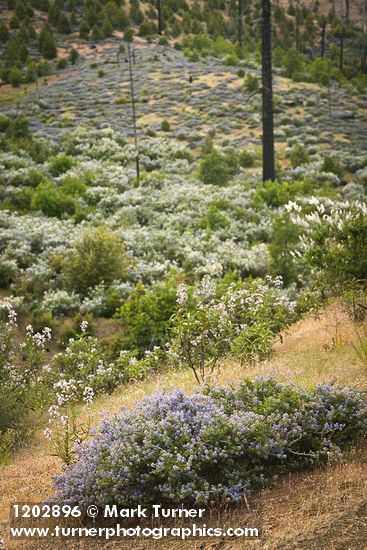 Ceanothus leucodermis; C. integerrimus; Eriodictyon californicum