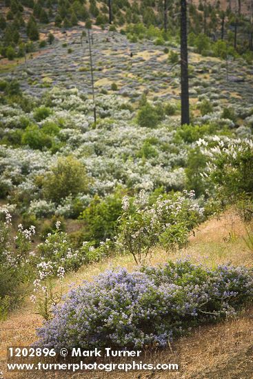 Ceanothus leucodermis; C. integerrimus; Eriodictyon californicum