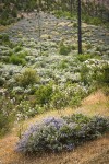 Chaparral Whitethorn w/ Yerba Santa, Deer Brush on hillside ~10 years after fire