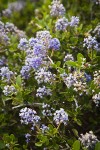 Chaparral Whitethorn blossoms & foliage