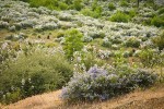 Chaparral Whitethorn w/ Yerba Santa, Deer Brush on hillside ~10 years after fire