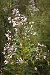 Yerba Santa blossoms & foliage