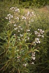 Yerba Santa blossoms & foliage