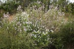 Yerba Santa w/ Deer Brush