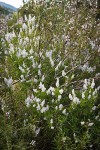 Deer Brush w/ Yerba Santa