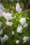 Deer Brush blossoms & foliage