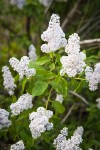 Deer Brush blossoms & foliage