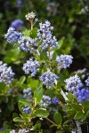 Chaparral Whitethorn blossoms & foliage