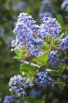 Chaparral Whitethorn blossoms & foliage