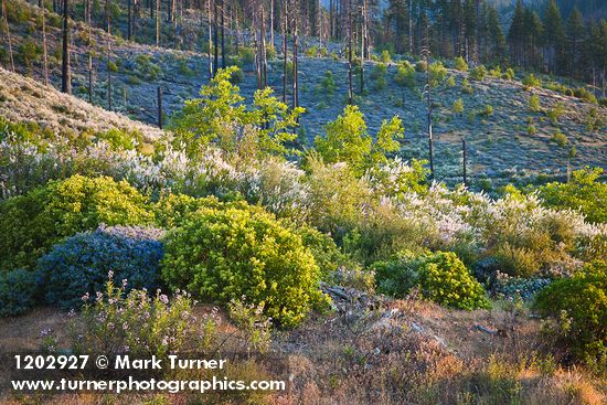 Ceanothus leucodermis; C. integerrimus; Eriodictyon californicum; Arctostaphylos