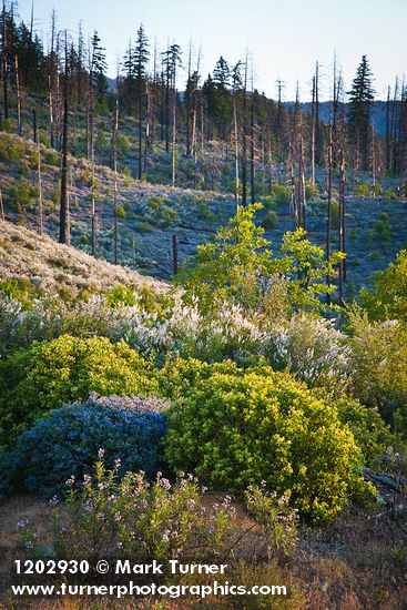 Ceanothus leucodermis; C. integerrimus; Eriodictyon californicum; Arctostaphylos