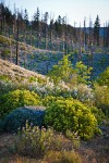 Chaparral Whitethorn w/ Yerba Santa, Deer Brush, Manzanita on hillside ~10 years after fire