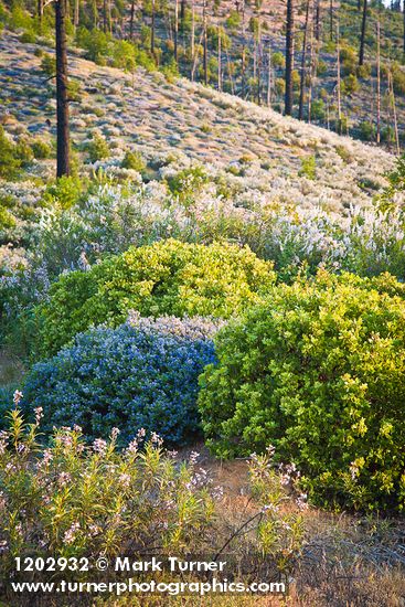 Ceanothus leucodermis; C. integerrimus; Eriodictyon californicum; Arctostaphylos