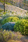 Chaparral Whitethorn w/ Yerba Santa, Deer Brush, Manzanita on hillside ~10 years after fire