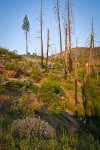 Chaparral Whitethorn, Deer Brush, Manzanita on hillside ~10 years after fire