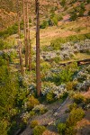 Deer Brush, Manzanita on hillside ~10 years after fire