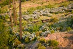 Deer Brush, Manzanita on hillside ~10 years after fire