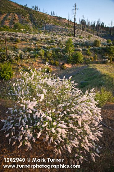 Ceanothus integerrimus; C. leucodermis