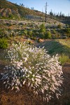 Deer Brush, Chaparral Whitethorn on hillside ~10 years after fire