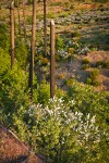 Deer Brush, Chaparral Whitethorn on hillside ~10 years after fire