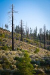 Deer Brush, Chaparral Whitethorn on hillside ~10 years after fire