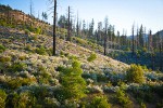 Deer Brush, Chaparral Whitethorn on hillside ~10 years after fire