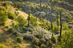 Deer Brush, Chaparral Whitethorn on hillside ~10 years after fire