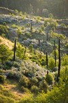 Deer Brush, Chaparral Whitethorn on hillside ~10 years after fire