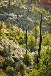 Deer Brush, Chaparral Whitethorn on hillside ~10 years after fire