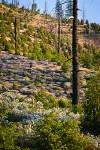 Deer Brush, Chaparral Whitethorn on hillside ~10 years after fire