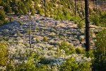 Deer Brush, Chaparral Whitethorn on hillside ~10 years after fire