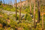 Deer Brush, Poison Oak, Manzanita on hillside ~10 years after fire