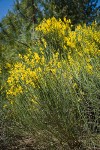 Spanish Broom