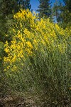 Spanish Broom