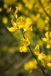 Spanish Broom blossoms