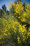 Spanish Broom