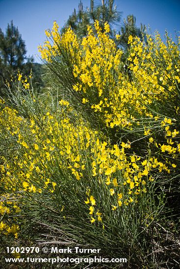 Spartium junceum