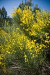 Spanish Broom