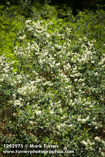 Ceanothus cordulatus