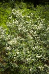 Mountain Whitethorn