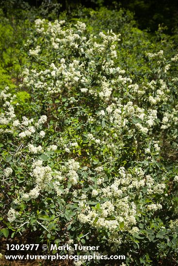 Ceanothus cordulatus