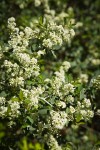 Mountain Whitethorn blossoms & foliage