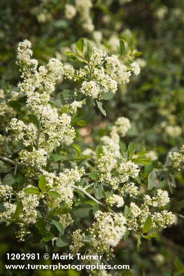 Ceanothus cordulatus