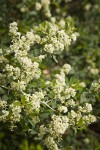 Mountain Whitethorn blossoms & foliage