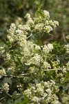 Mountain Whitethorn blossoms & foliage