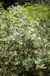 Mountain Whitethorn