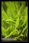 Sword Fern new spring growth