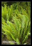 Sword Ferns