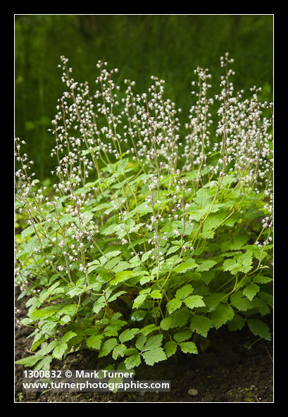 Tiarella trifoliata